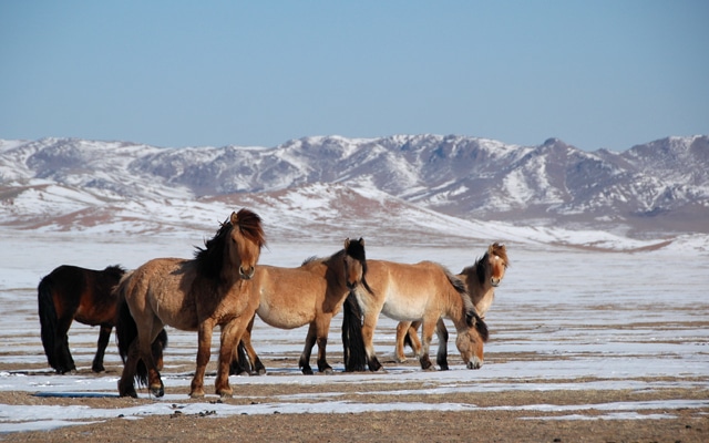 Le crin des cheveux des steppes de Mongolie convient particulièrement à l'acheterie.