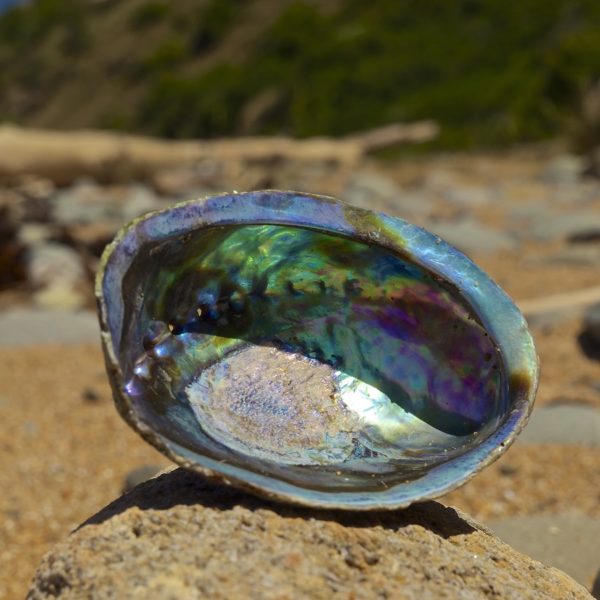 La nacre présente à l'intérieur d'une coquille d'ormeau.