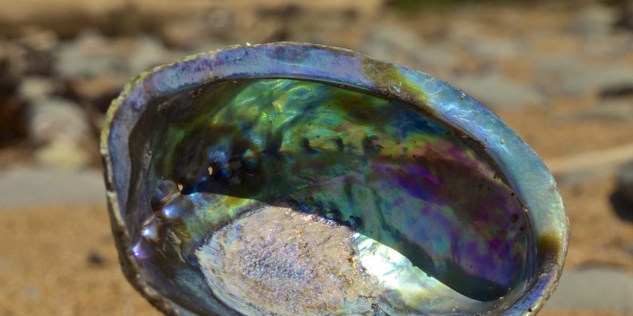 La nacre présente à l'intérieur d'une coquille d'ormeau.